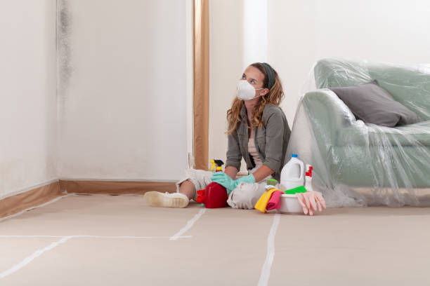 Reliable Attic Mold Remediation contractor in Dover, FL by 24 Hour Mold Removal